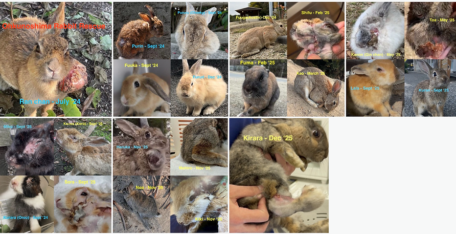 22 rabbits in 18 months(7/24 - 12/25)