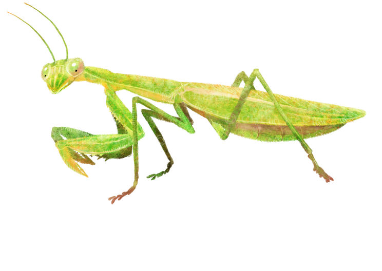 オオカマキリ　メス