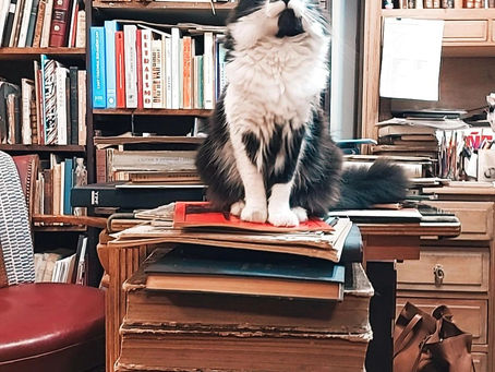 Razones para ir a una librerÃa