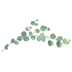 —Pngtree—watercolor wedding plant eucalyptus_6621849.png