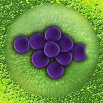 image-01-t2-biosystems-bacteria_hires.jpg