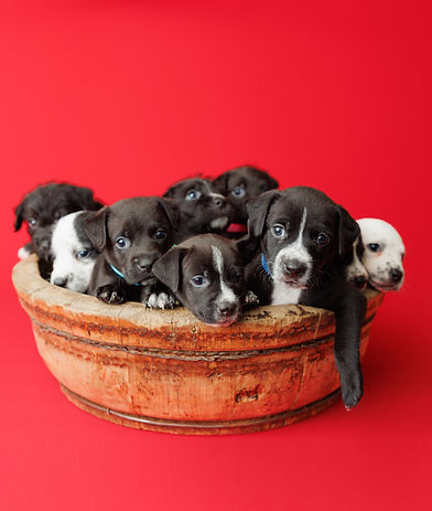 Tootie Fruities Puppies