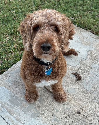 Scout Pilgrim - Applications Closed