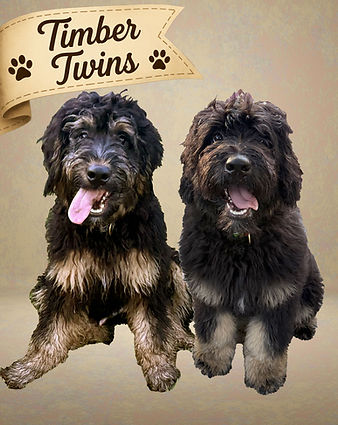 Timber Twins - Application Closed