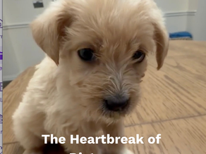 The Heartbreak of Distemper
