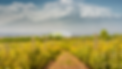ar.png