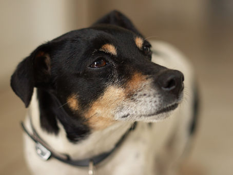 Essential tips for a cushy canine life: the dog-friendly way