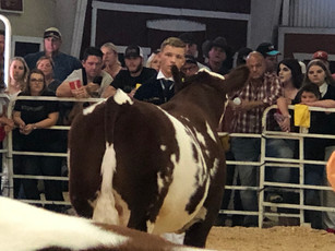 Ghost Rider Sired Calf