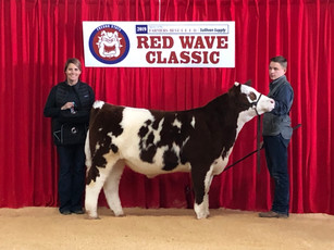 Ghost Rider Sired Calf