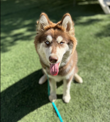 Screenshot 2023-07-02 at 8.51.56 AM.png