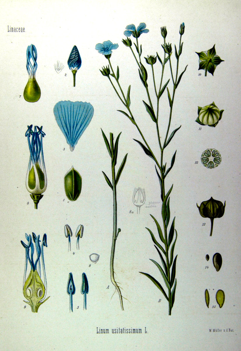 Flachs (Linum usitatissimum) ist eine einjährige Faserpflanze und erreicht etwa einen halben Meter Höhe. Rund hundert Tage nach der Aussaat erscheinen die charakteristischen blauen Blüten. Wenige Wochen später entwickeln sich daraus Samenkapseln. Sobald diese reif sind, beginnt die Ernte. Die Samenkapseln werden durch Dreschen oder mit Hilfe eines Eisenkammes, des sogenannten Riffelns, von den Stängeln getrennt. Die Samen dienten unter anderem zur Herstellung von Leinöl und fanden auch medizinische Verwendung. Flachs (Tafel aus: Köhler’s Medizinal-Pflanzen Bd.1; 1887; Quelle: BioLib.de)