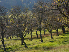 Hirschbirn & Mostfass