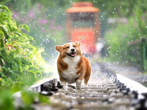 Hundstage – 23. Juli bis 23. August