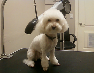 bichon frise lion cut