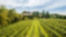 Chenot-LAlbereta_0002_L_Albereta-View_from_the_vineyard1.jpeg