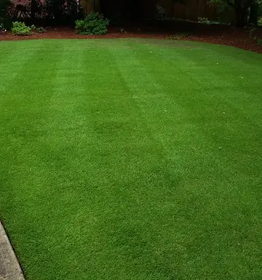 zeon zoysia grass