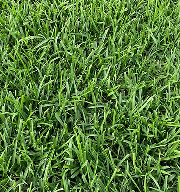 Centipede grass