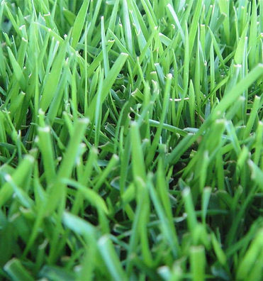 empire zoysia grass