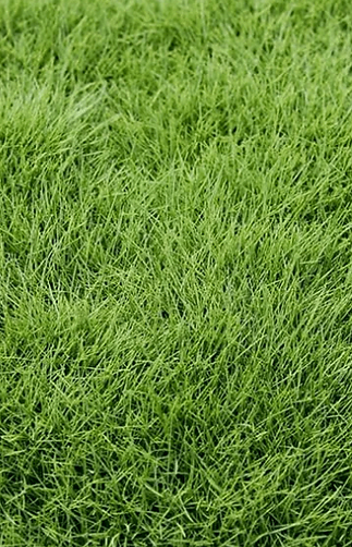 zeon zoysia grass