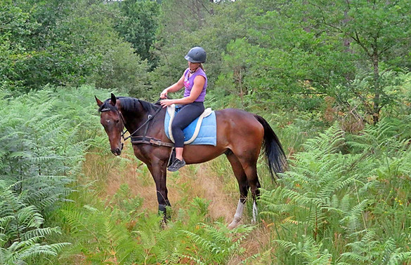 Monney - Hongre PS 8 ans - Cheval de randonnée et équitation de travail