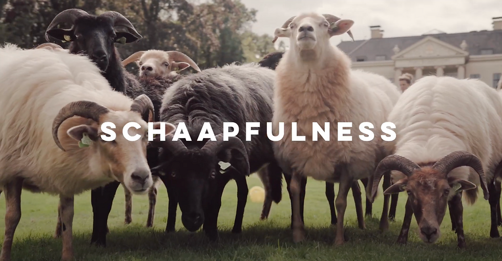 schaapfulness workshop schapen drijven