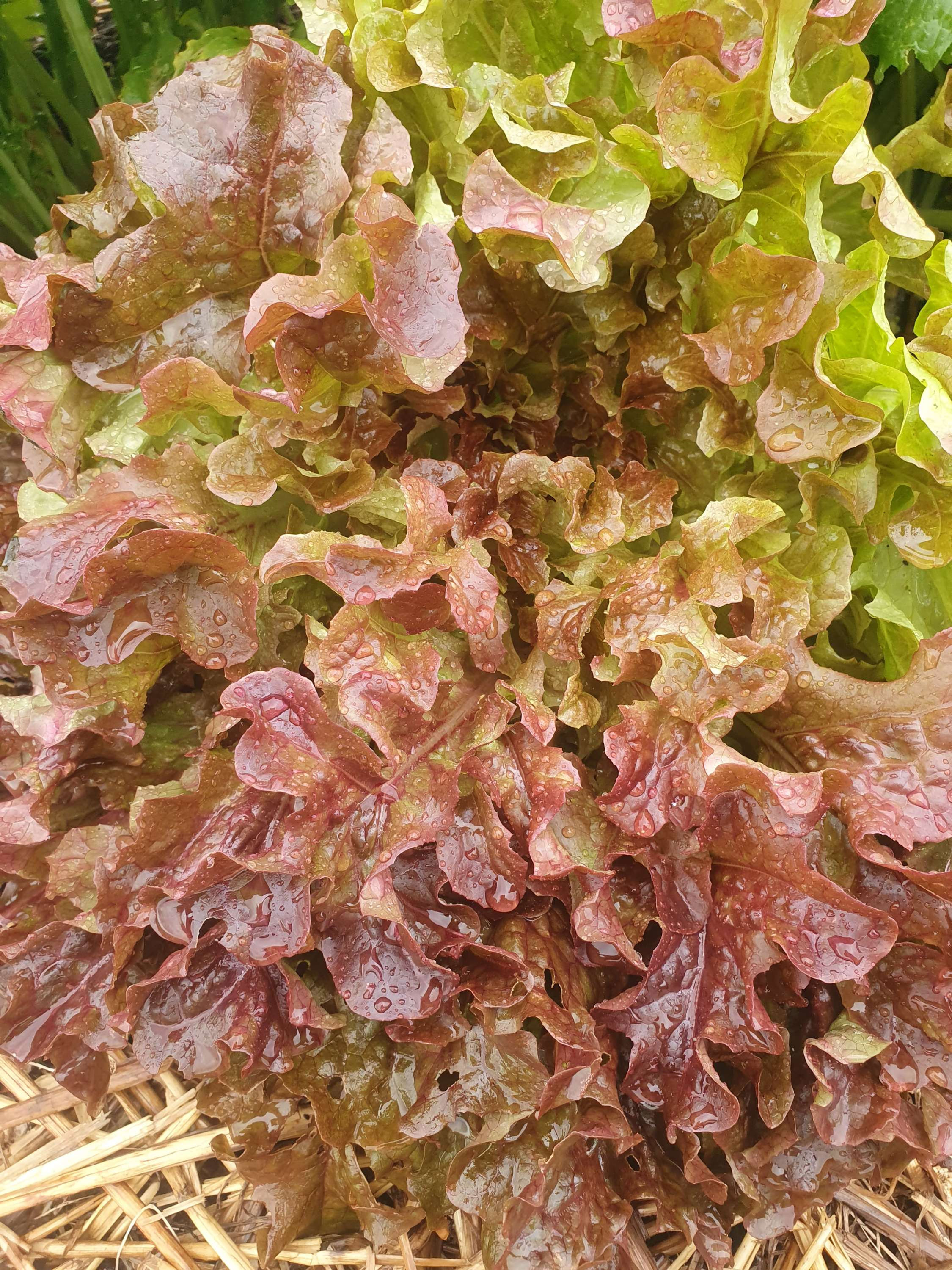 Seeds - Lettuce Salad bowl red