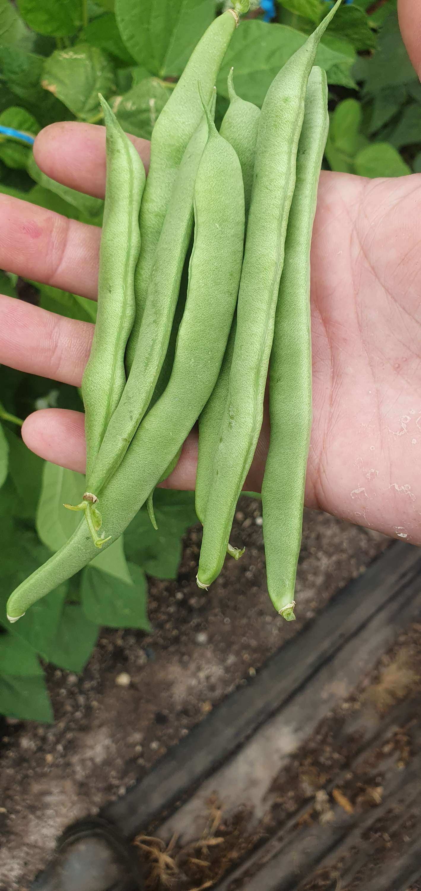 Seeds - Bean Kentucky Wonder