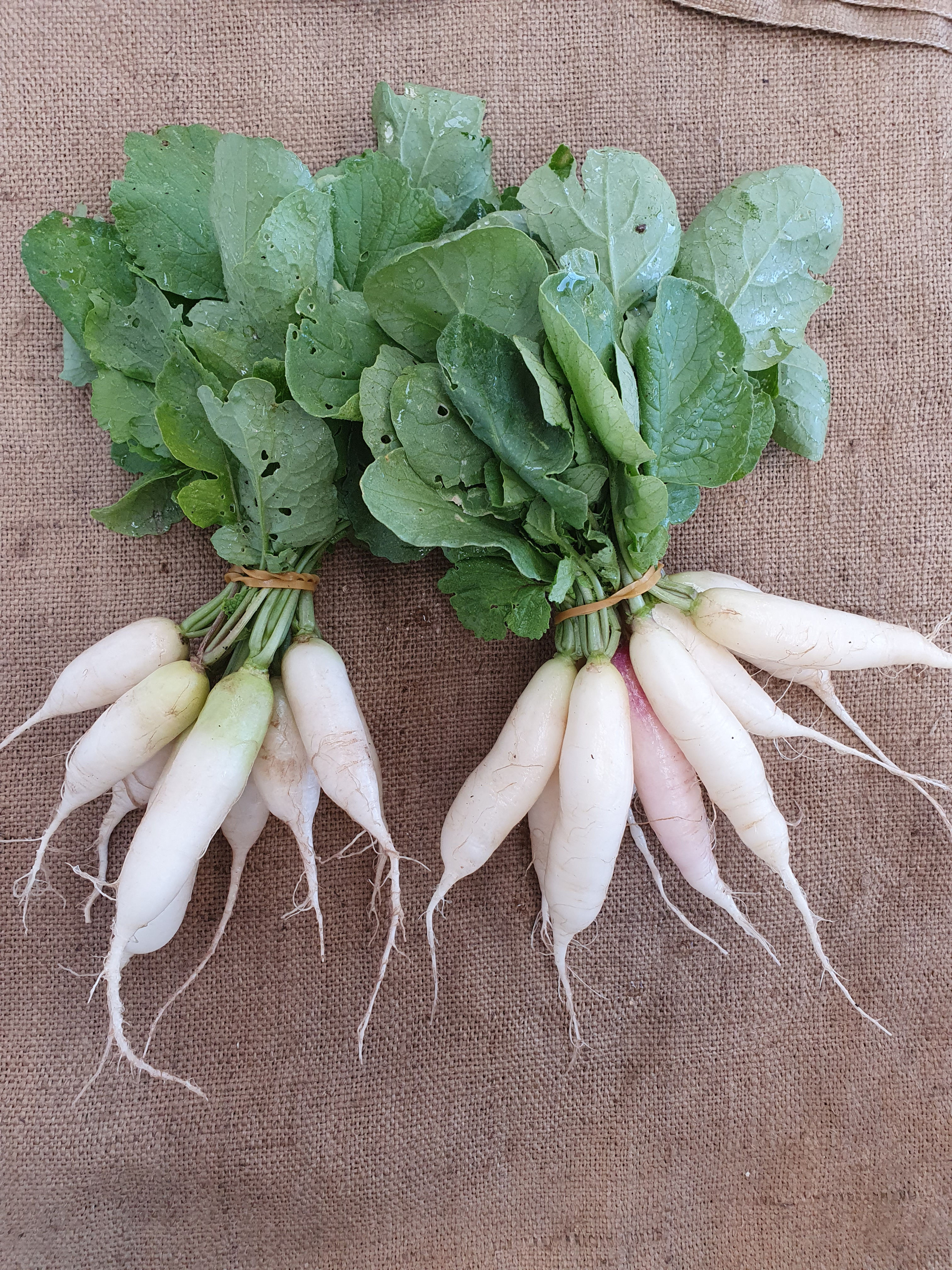 Seeds - Radish White Icicle
