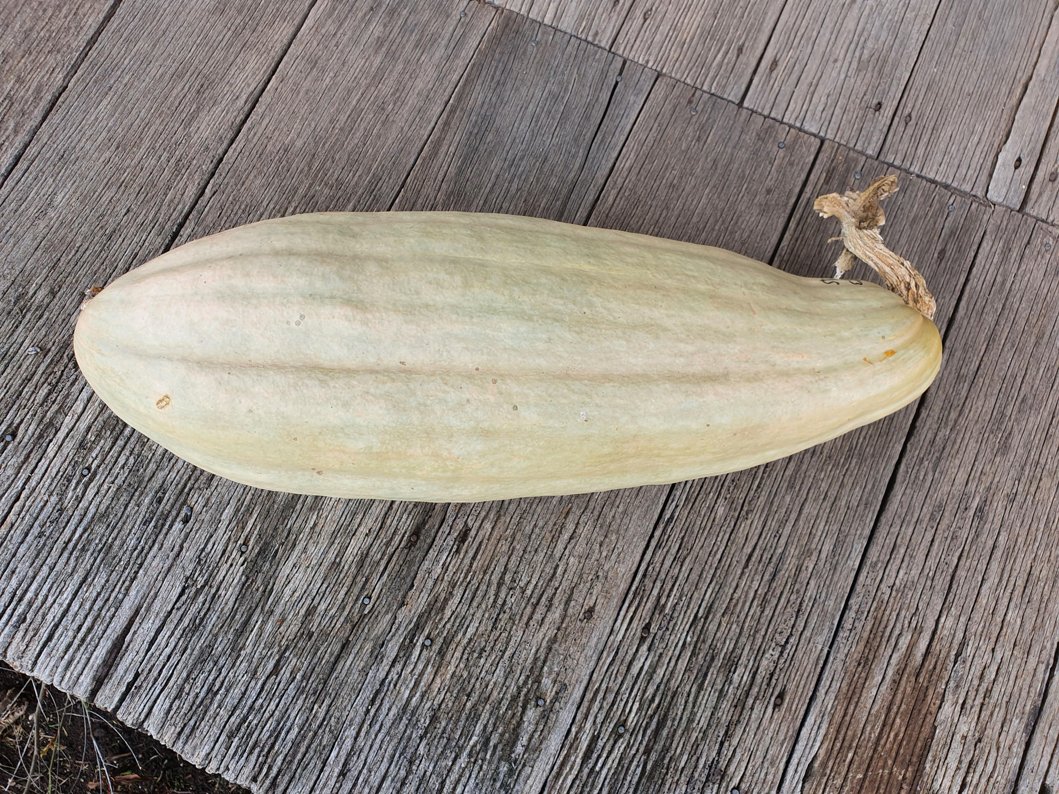 Seeds - Pumpkin Sibley