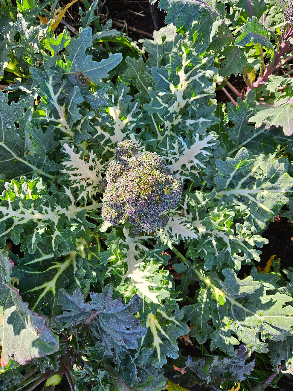 Thumbnail: Seeds - Broccoli Purple Peacock