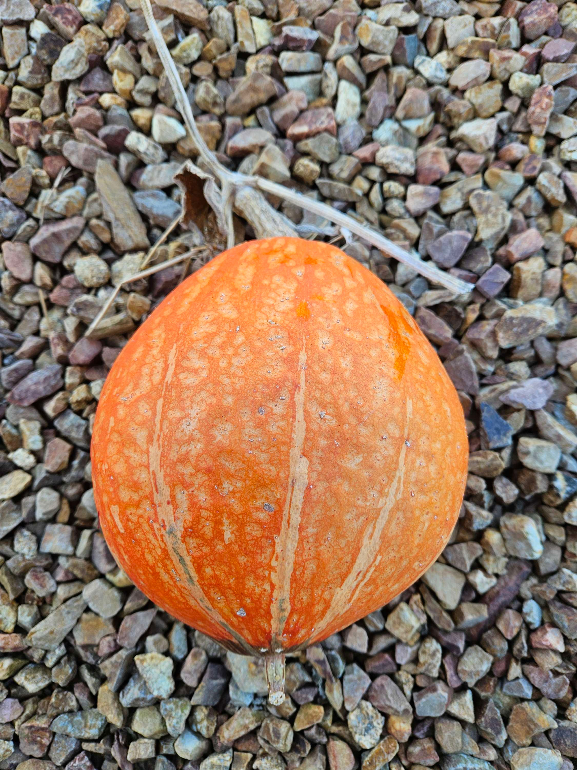 Seeds - Pumpkin Lakota