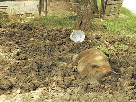 Tihuatlan: "DURO CONTROL EN CRIADEROS CLANDESTINOS EN TIHUATLÁN"