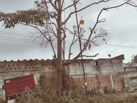 Tihuatlan: "PROTEGEN ÁRBOLES MADERABLES EN COMUNIDADES DE TIHUATLÁN"