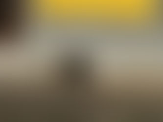 "NECESARIO CENTRO DE SALUD ANIMAL EN TIHUATLÁN ANTE EL AUMENTO DE PERROS Y GATOS EN LAS CALLES"