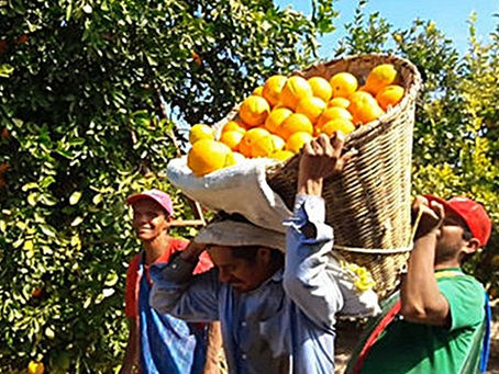 Tihuatlan: "NO HAY CRÉDITO PARA PRODUCTORES"