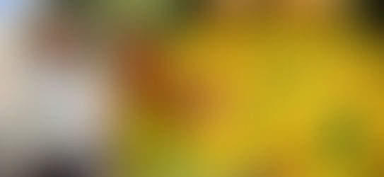 Tihuatlan: "CÍTRICOS ANTE POSIBLE INCREMENTO"