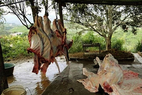 Tihuatlan: "EN LA MIRA MATADEROS CLANDESTINOS EN TIHUATLÁN"