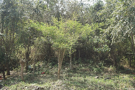 "SE BUSCA RESCATE DE LA RIQUEZA ARQUEOLÓGICA; EN TIHUATLÁN EXISTEN MÁS DE 50 MONTÍCULOS ABANDONADOS"