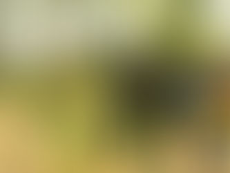 "SE QUEDAN SIN LUZ VECINOS DEL SECTOR 5 DE TIHUATLÁN POR DERRIBO DE ÁRBOL"