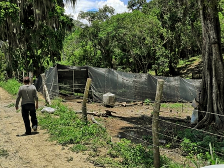 Tihuatlan: "ATACAN ABEJAS EN MESA CERRADA"