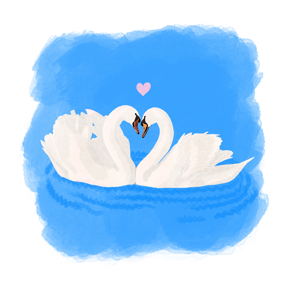 Swans in love greetings card, blank inside for any occasion. Unique Irish greetings cards by Kerry artist Hannah Sayers of Sayers Studio.