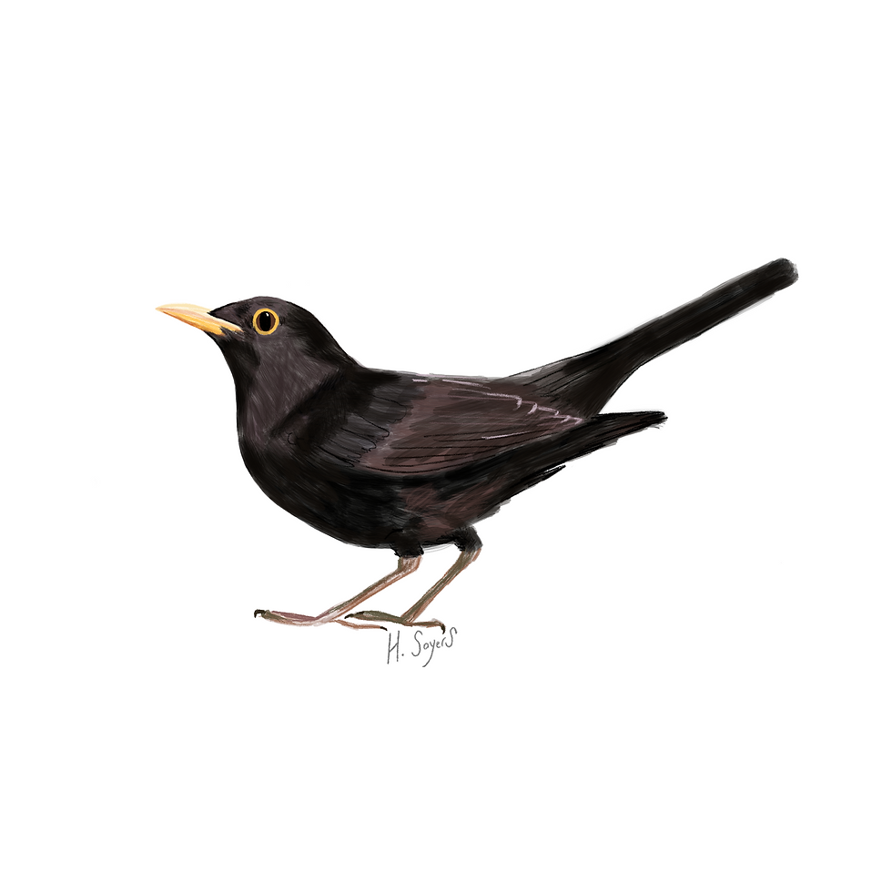 Blackbird Greetings Card