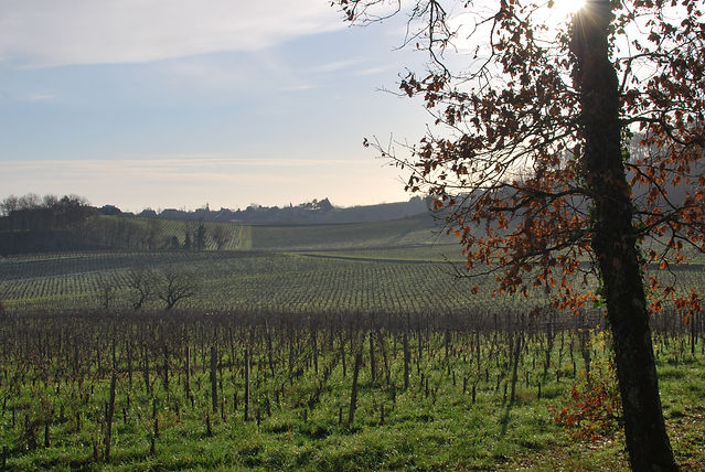 Vignoble Côtes de Bourg
