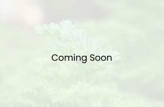 PARSLEY
