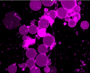 Screenshot 2025-07-22 at 00.46.22.png