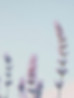 delicate-lavender-flowers-against-soft-pastel-sky.jpg