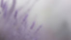 delicate-lavender-blooms-soft-focus.jpg