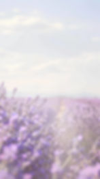 field-lavender-with-fragrant-flowers-swaying-gently-breeze-background-with-copyspace.jpg