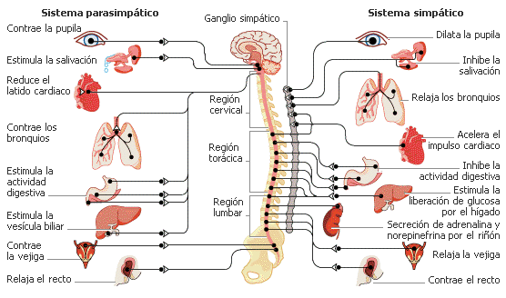 diferencia_entre_el_sistema_nervioso_simpatico_y_parasimpatico_3916_1_orig.gif