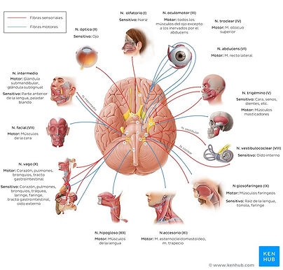 The_12_Cranial_Nerves_spanish.jpg